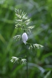 2018-06-04 0843 Cock's-foot Dactylis glomerata, with 'Cuckoo Spit',  Philaenus spumarius, Peachfield Common