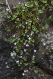 2018-06-04 0844 Ivy-leaved Toadflax, Cymbalaria muralis, Abbey Road