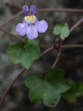 2018-06-04 0845 Ivy-leaved Toadflax, Cymbalaria muralis, Abbey Road