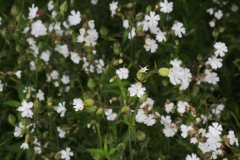 2018-06-10 01 0976 Bladder Campion, Silene vulgaris