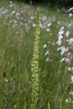 2018-06-10 02 0977 Weld, Reseda luteola - with White Campion