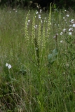 2018-06-10 03 0978 Weld, Reseda luteola - with White Campion