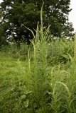 2018-06-10 04 0987 Weld, Reseda luteola - with White Campion