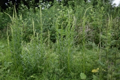 2018-06-10 05 0988 Weld, Reseda luteola - with White Campion