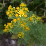 2018-06-10 06 0979 Maybe a Groundsel, Senecio sp