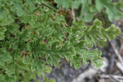 2018-06-10 07 0980 Leaves of Maybe a Groundsel, Senecio sp