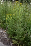 2018-06-10 08 0981 Maybe a Groundsel, Senecio sp