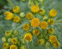 2018-06-10 09 1027 Maybe Common a Groundsel, Senecio sp