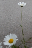 2018-06-10 10 0984 Probably Oxeye Daisy, Leucanthemum vulgare