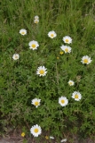 2018-06-10 11 0983 Probably Oxeye Daisy, Leucanthemum vulgare