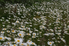 2018-06-10 12 0996 Probably Oxeye Daisy, Leucanthemum vulgare