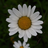 2018-06-10 13 1025 Probably Oxeye Daisy, Leucanthemum vulgare