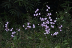 2018-06-10 14 0986 Maybe a Campion, Silene sp