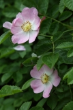 2018-06-10 16 0992 Maybe Sweet Briar, Rosa rubiginosa