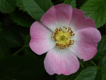 2018-06-10 17 0998 Maybe Sweet Briar, Rosa rubiginosa