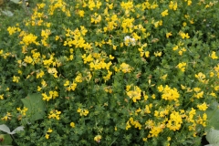 2018-06-10 19 0999 Greater Bird's Foot Trefoil, Lotus pedunculatus