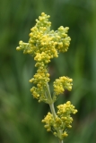 2018-06-10 20 1016 Lady's Bedstraw, Galium verum