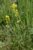 2018-06-10 21 1017 Lady's Bedstraw, Galium verum