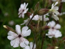 2018-06-10 22 1020 White Campion, Silene latifolia