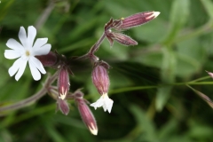 2018-06-10 23 1022 White Campion, Silene latifolia