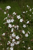 2018-06-10 24 1030 White Campion, Silene latifolia