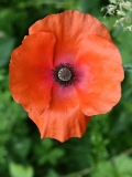 2018-06-10 25 1032 Common Poppy, Papaver rhoeas