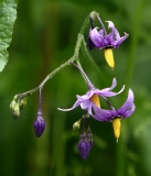 2018-06-10 26 1039F Bittersweet, Solanum dulcamara