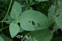 2018-06-10 27 1050 Leaf of Bittersweet, Solanum dulcamara