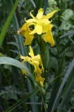 2018-06-10 28 1051 Yellow Iris, Iris pseudacorus