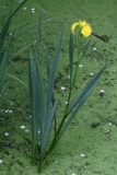 2018-06-10 29 1058 Yellow Iris, Iris pseudacorus