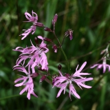 2018-06-10 30 1060 Ragged Robin, Silene floscuculi