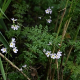 2018-06-10 31 1066 Water Violet, Hottonia palustris, with leaves of probably Hemlock Water Dropwort, Oenanthe crocata