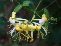 2018-06-10 32 1070 Honeysuckle, Lonicera periclymenum