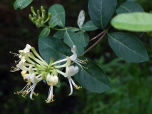 2018-06-10 33 1072 Honeysuckle, Lonicera periclymenum