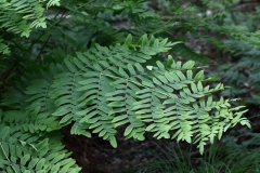 2018-06-10 34 1079 Single Leaf of Royal Fern, Osmunda regalis