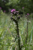 2018-06-10 35 1081 Marsh Thistle, Cirsium palustre