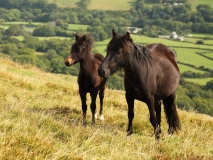 2018-08-25 5197 Residents of Black Hill