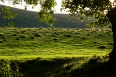 2018-08-25 5260 Evening Light in the Olchon Valley