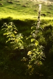 2018-08-25 5261 Evening Light in the Olchon Valley