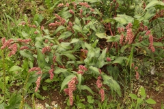 2018-08-27 5263 Redshank, Persicaria maculosa