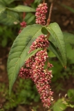 2018-08-27 5264F Redshank, Persicaria maculosa