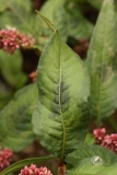 2018-08-27 5266 Leaf of Redshank, Persicaria maculosa, with characterstic dark blotch at the centre