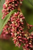 2018-08-27 5267 Redshank, Persicaria maculosa