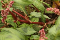 2018-08-27 5268 Redshank, Persicaria maculosa, with red stem, and swellings at the leaf bases