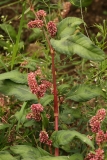 2018-08-27 5269 Redshank, Persicaria maculosa,  with red stem, and swellings at the leaf bases