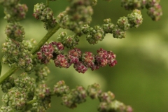 2018-08-27 5271 Fat-Hen, Chenopodium album