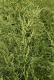 2018-08-27 5273 Upper part of Fat-Hen, Chenopodium album, showing narrower leaves, and flower spikes arising from leaf axils