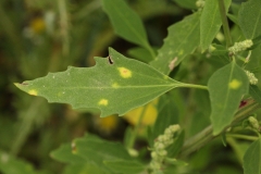 2018-08-27 5274 Lower leaf of Fat-Hen, Chenopodium album, showing whitish-grey meal on the leaf