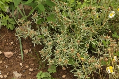 2018-08-27 5275 Marsh Cudweed, Gnaphalium uliginosum, much-branched, and decumbent to erect