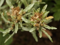 2018-08-27 5276 Marsh Cudweed, Gnaphalium uliginosum, showing dense, sessile, terminal flower cluster, overtopped by apical (top) leaves